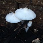 Love notes mushrooms