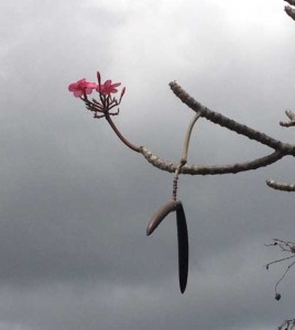 Plumeria with Seed Pods